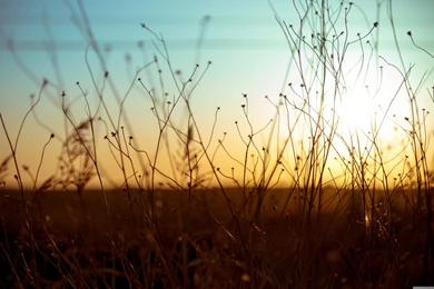 Wild Plants 1 Wallpapers Full HD [5120x3200]   Free Wallpapers Full ...