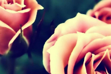 Vintage Pink Roses Closeup iPhone 6 Wallpapers Download