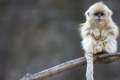 Monkey Computer Wallpapers, Desktop Backgrounds