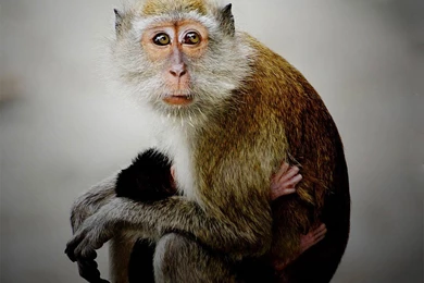 Free Monkey Wallpapers Download   Animals Town