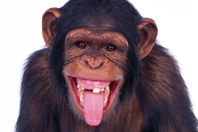 Monkey Wallpaper_hd Wallpaper_download Free Wallpapers