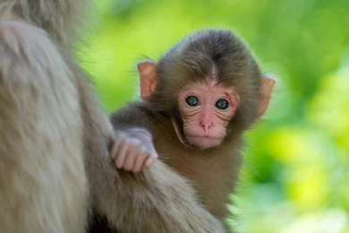 Monkey Wallpaper_hd Wallpaper_download Free Wallpapers