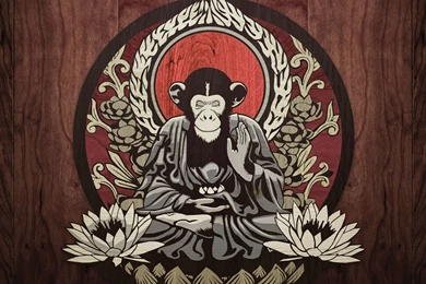 Meditating monkey 26689 1920x1080.jpg