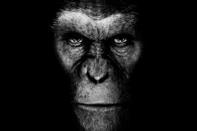 Monkey Wallpaper_hd Wallpaper_download Free Wallpapers