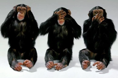 Monkey Wallpapers   Crazy Frankenstein