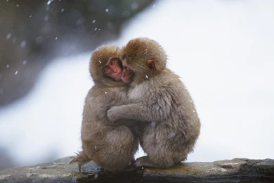 Baby Monkey Wallpapers HD Download For Desktop & Mobile