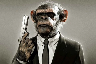 Top Funny Monkey Wallpapers For Facebook Images For Pinterest