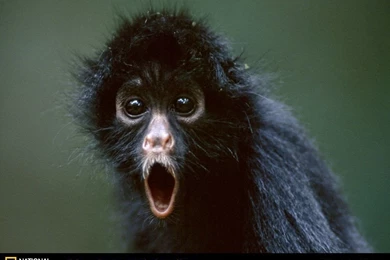 Spider Monkey Picture, Spider Monkey Desktop Wallpaper, Free ...