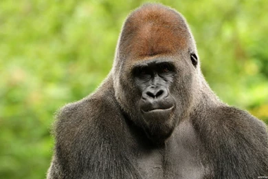 Monkey Wallpaper_hd Wallpaper_download Free Wallpapers