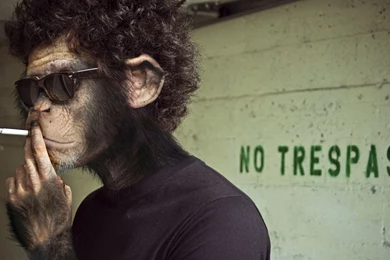 Full HD 1080p Monkey Wallpapers HD, Desktop Backgrounds 1920x1080 ...