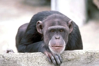 Funny Monkey Wallpapers High Definition Wallpapers Your Top HD ...