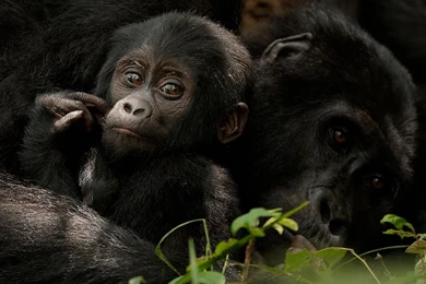 Monkey Wallpaper_hd Wallpaper_download Free Wallpapers