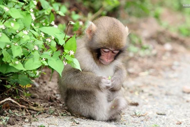 Monkey 18088 1920x1200.jpg