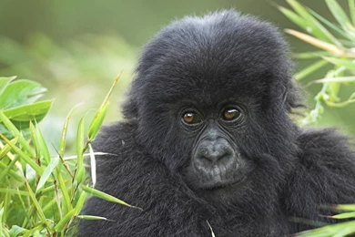 Monkey Wallpaper_hd Wallpaper_download Free Wallpapers