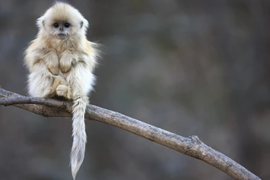 456 Monkeys HD Wallpapers