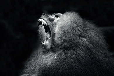 Monkey Computer Wallpapers, Desktop Backgrounds