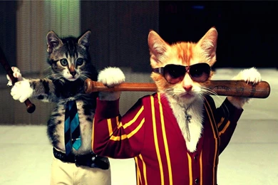 Wallpapers Funny Cats Gangsters Baseball   1600 X 900   Strange ...