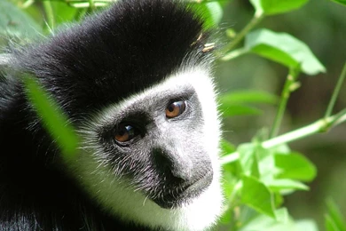 Monkey wallpaper.jpg