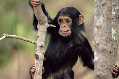 High Definition Monkey Wallpapers With A Black Monkey Climbing A ...