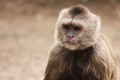 Free Capuchin Monkey Wallpapers   Animals Town