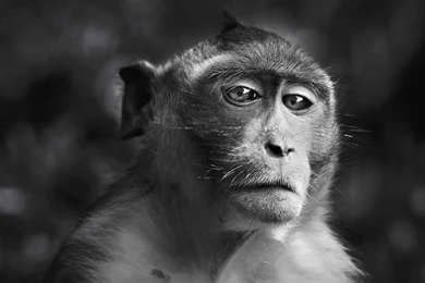 Sad Monkey Wallpapers 27304