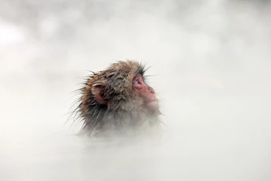 HDscreen: Animals Mist Monkeys Snow Monkey Desktop Bakcgrounds