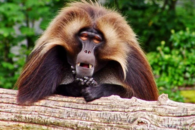 Monkey Wallpapers Desktop