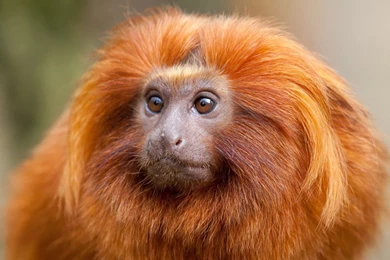 Full HD 1080p Monkey Wallpapers HD, Desktop Backgrounds 1920x1080 ...