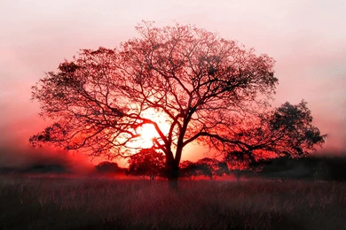 Tree, Black, Red, Shadow, Sun, Tree