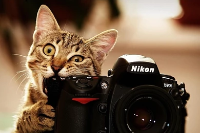 Funny Cat Desktop Wallpapers
