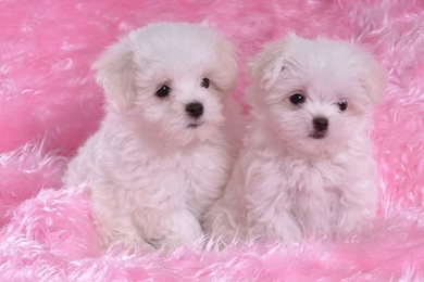 Top Moving Puppy Wallpaper Images For Pinterest