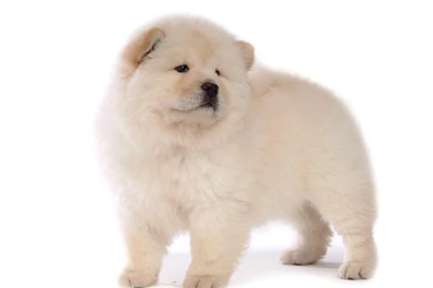 Chow Chow Puppy Wallpapers   Puppies Wallpapers (13936805)   Fanpop