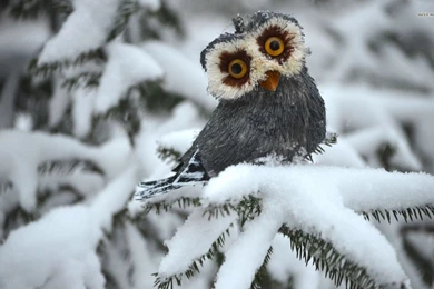 Funny Owl Wallpapers Animal Wallpapers
