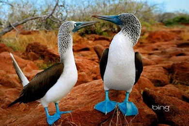 Bing Animal Wallpapers   Animal Pictures