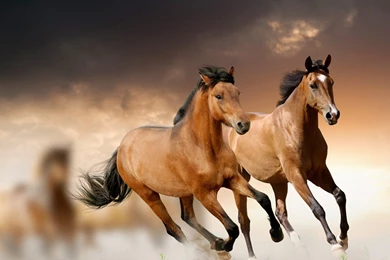 Horse Backgrounds Wallpapers