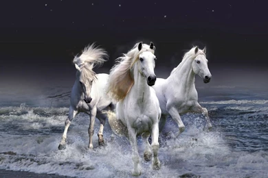 Horse Background1.jpg