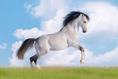 Download Horse Background.jpg