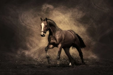 Horse Wallpapers Hd 195845