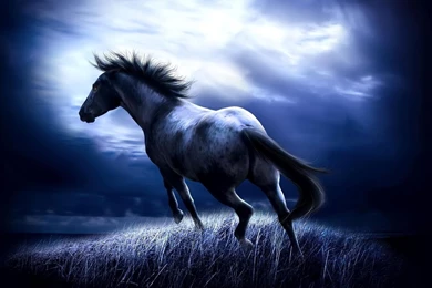 Horse Pics For Backgrounds