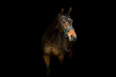 Brown Horse Features On Dark Backgrounds Hd 1080p
