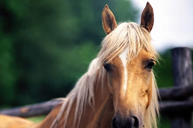 Horse Background.jpg