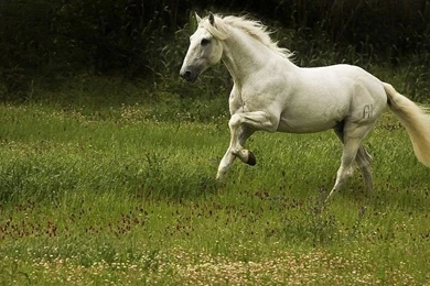 Running White Horse Free Desktop Backgrounds And Wallpapers