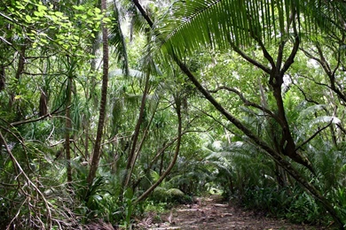 Jungle Backgrounds Wallpapers   186716