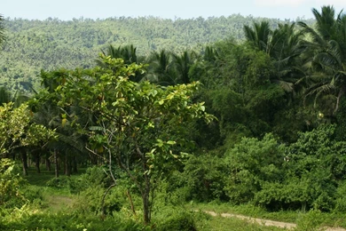 Dual Monitor Background: Tropical Nature, River, Jungle Vegetation