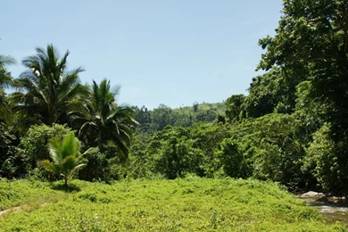 Jungle River HD Wallpapers