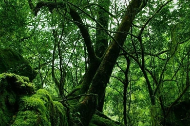 Download Wallpapers 3840x1200 Jungle, Wood, Green, Moss, Lianas ...