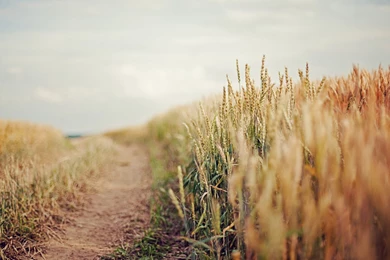 Country Field Road Wallpapers