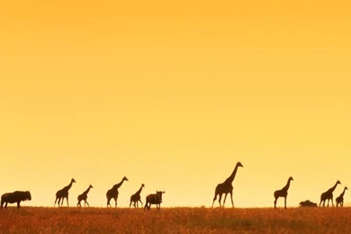 Africa Wallpapers