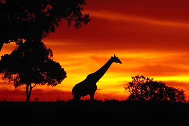 Africa Wallpapers