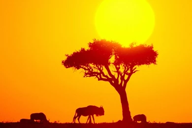 Africa wallpapers wildebeest herd africa wallpaper—animal ...